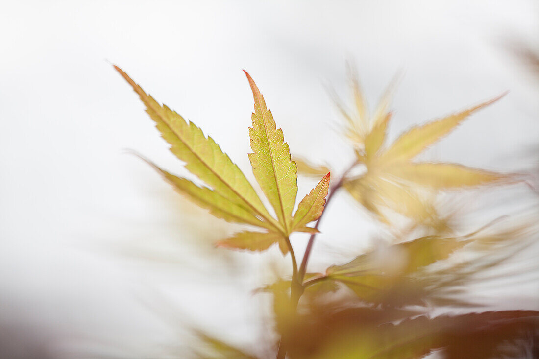 Acer palmatum 'Skeeters Broom'