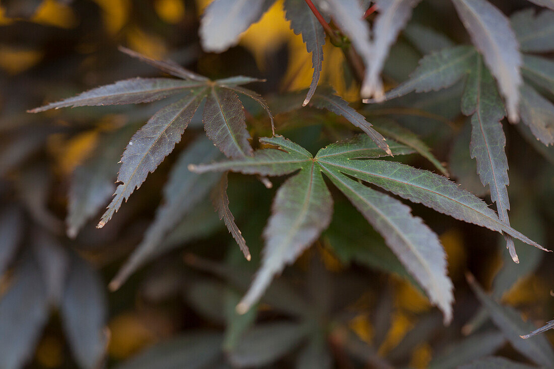 Acer palmatum 'Skeeters Broom'