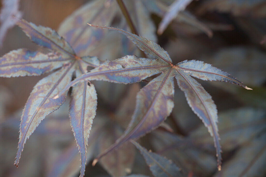 Acer palmatum 'Skeeters Broom'