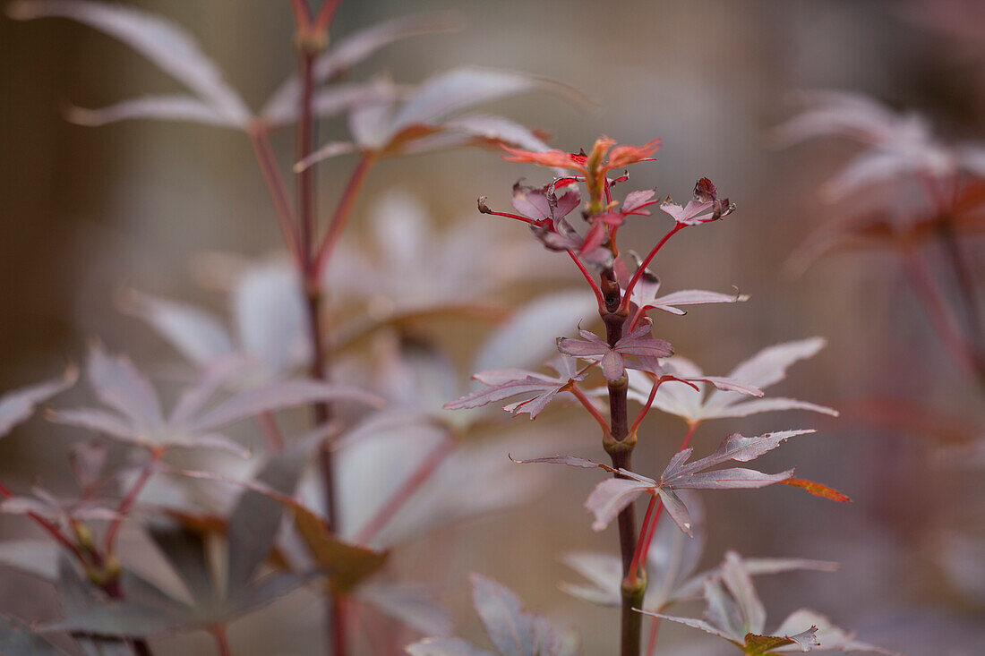 Acer palmatum 'Skeeters Broom'