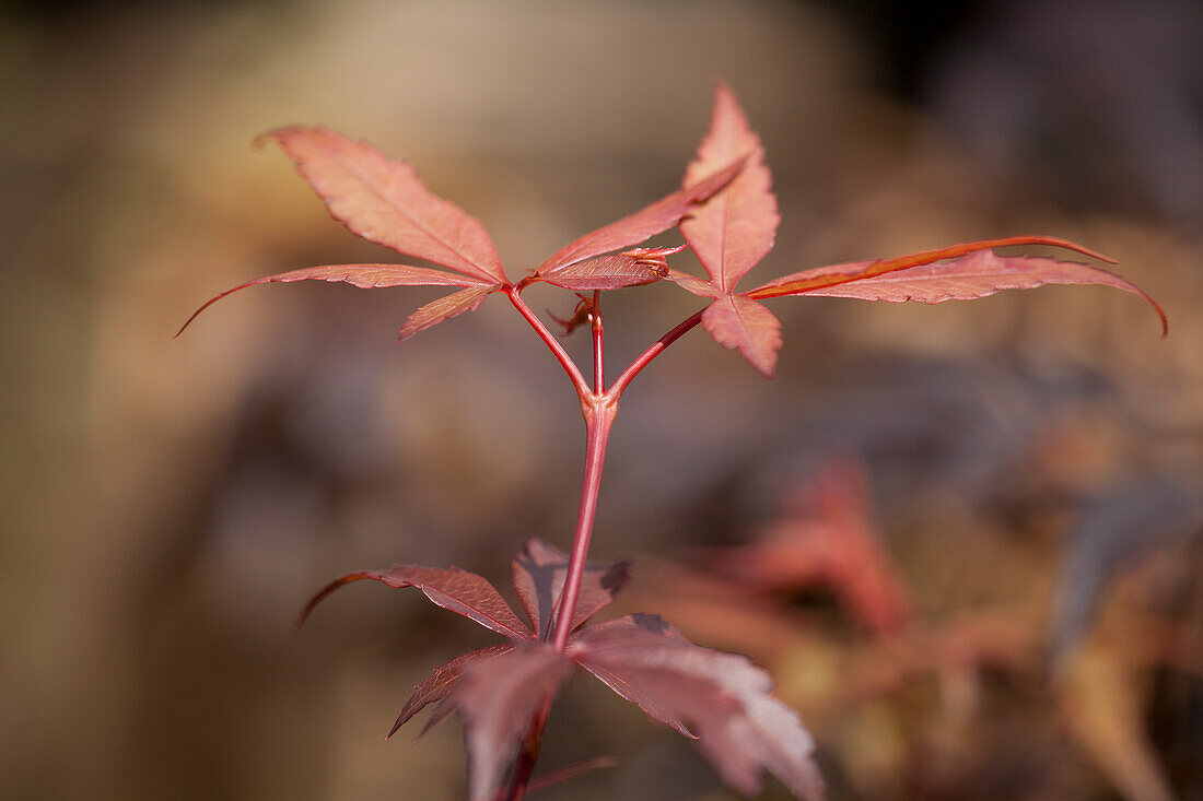 Acer palmatum 'Skeeter´s Broom'