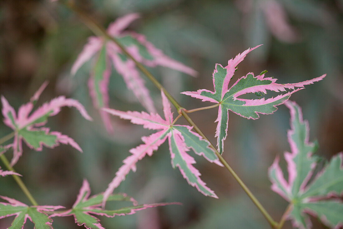 Acer palmatum 'Taylor