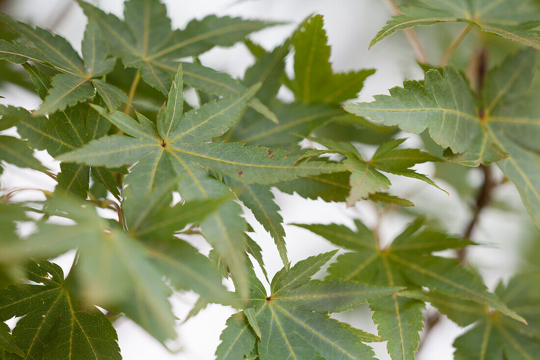 Acer palmatum 'Winter Flame'