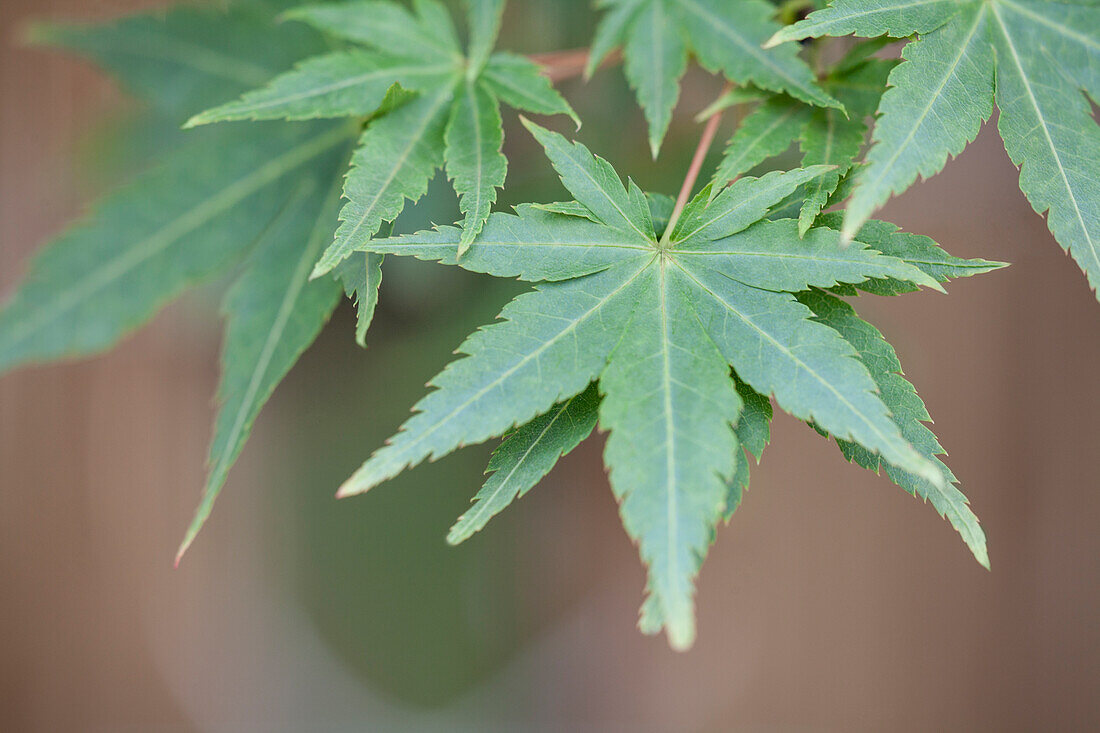 Acer palmatum 'Winter Flame'