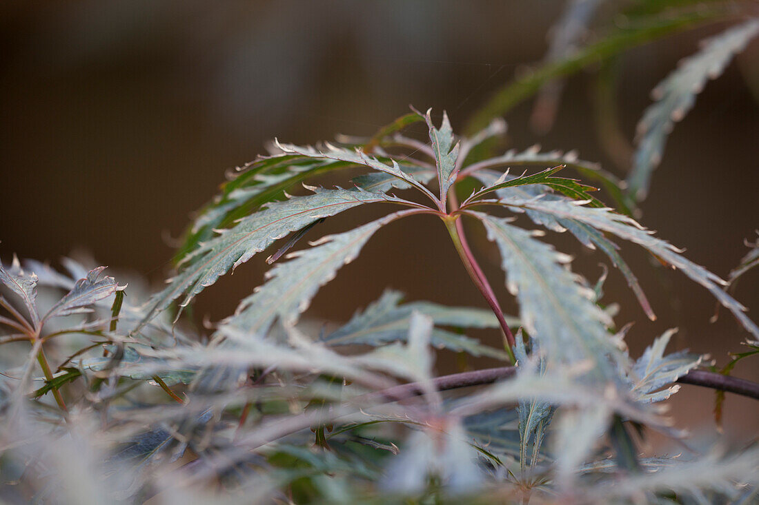 Acer palmatum Dissectum Tamukeyama