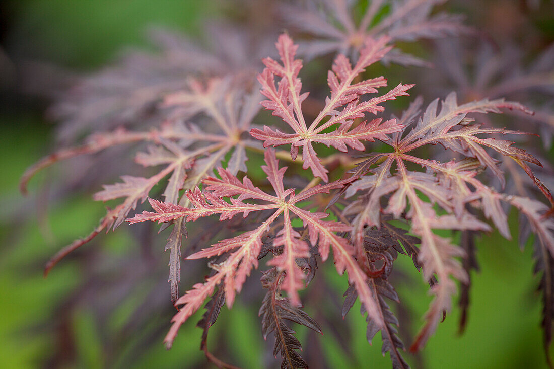 Acer palmatum 'Tamukeyama'