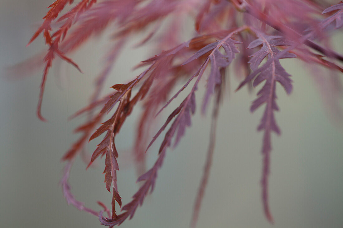 Acer palmatum Dissectum Tamukeyama