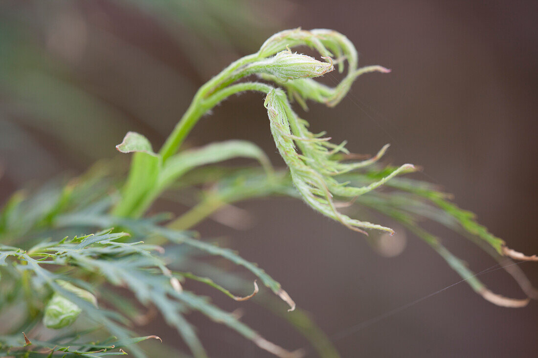 Acer palmatum Dissectum Tamukeyama