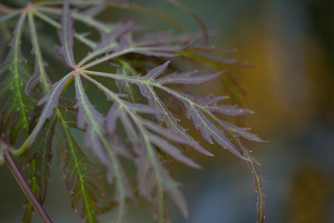 Acer palmatum var. dissectum 'Crimson Queen'