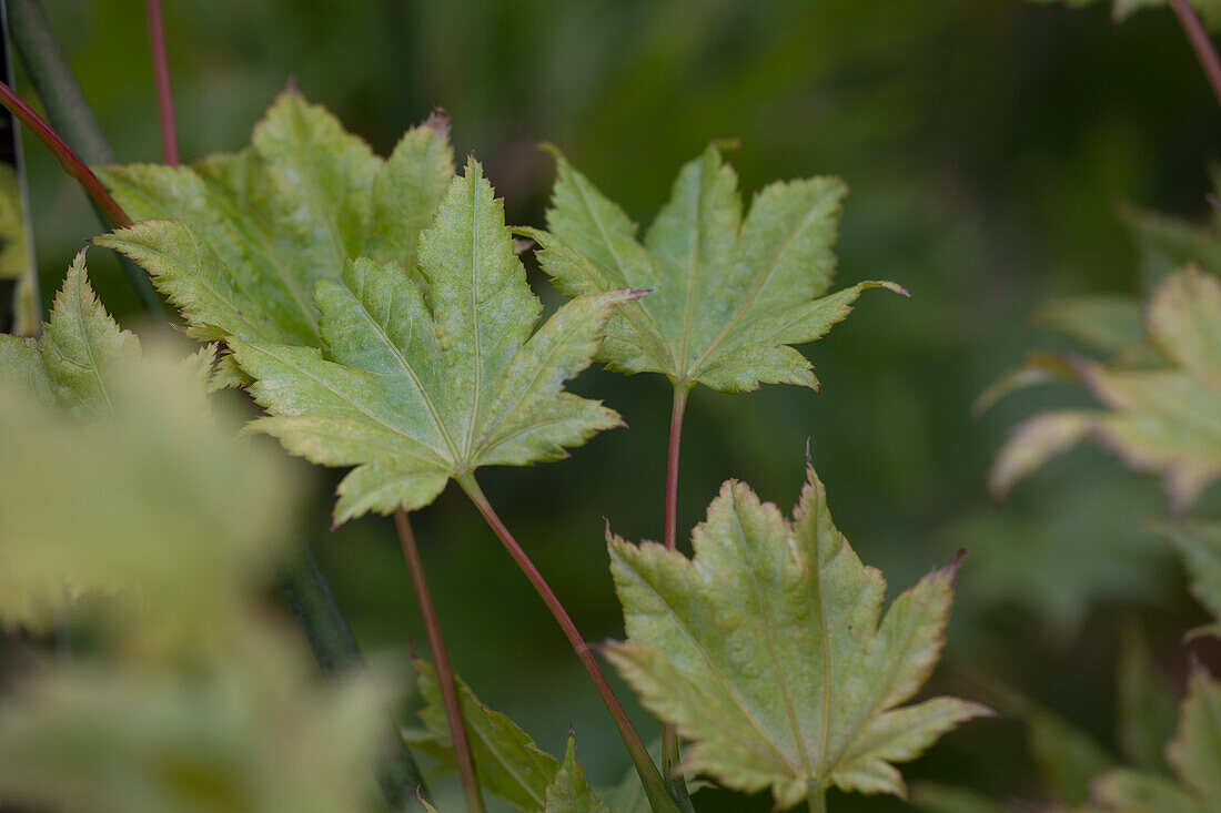 Acer shirasawanum 'Aureum'