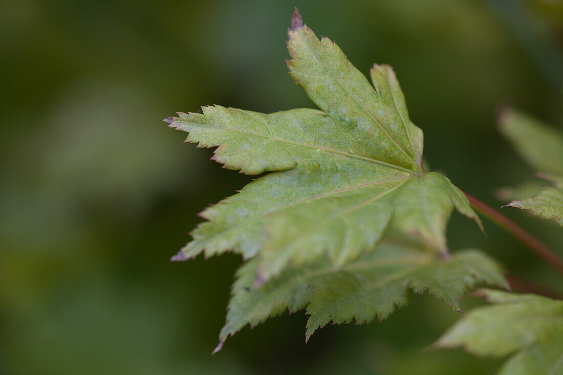 Acer shirasawanum 'Aureum'