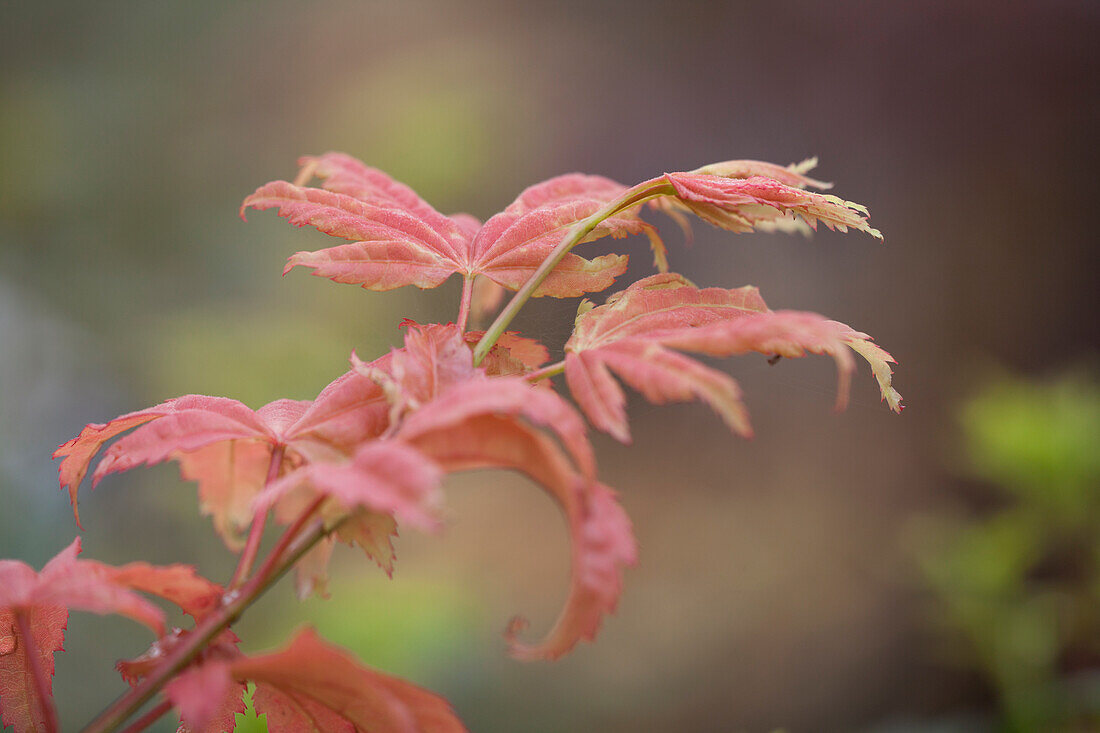 Acer shirasawanum 'Autumn Moon'