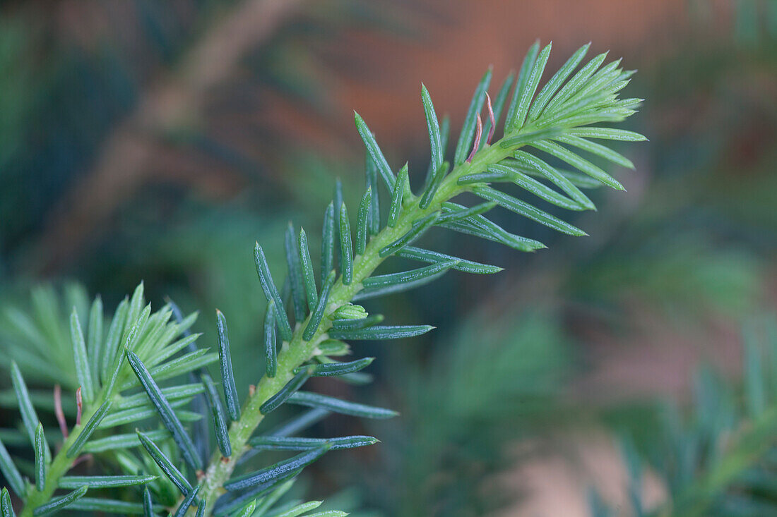 Picea abies 'Pumila Glauca'