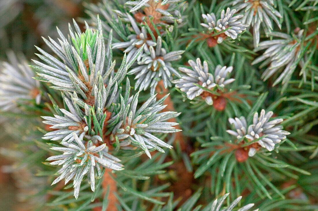 Picea glauca 'Sander's Blue