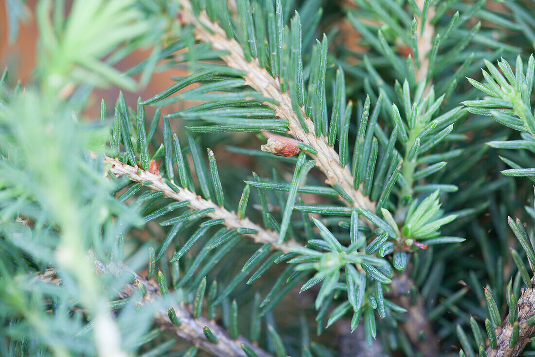 Pinus heldreichii 'Compact Gem'