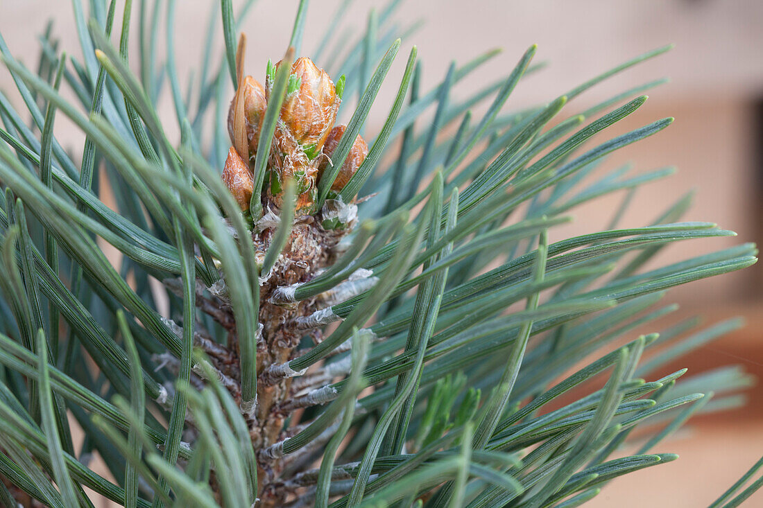 Pinus mugo 'Columnaris'