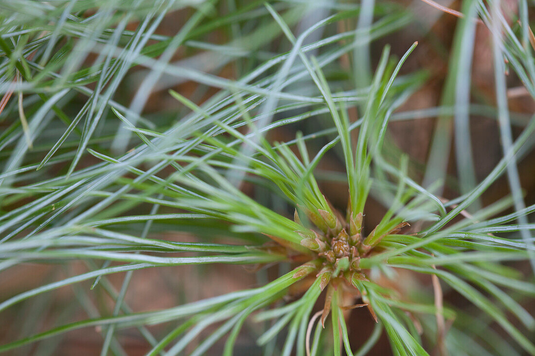 Pinus strobus 'Sea Urchin'