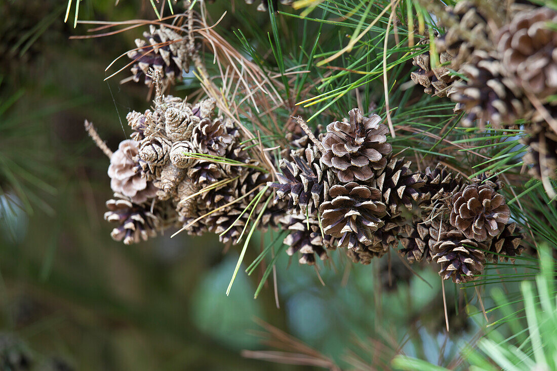 Pinus densiflora 'Pumila'