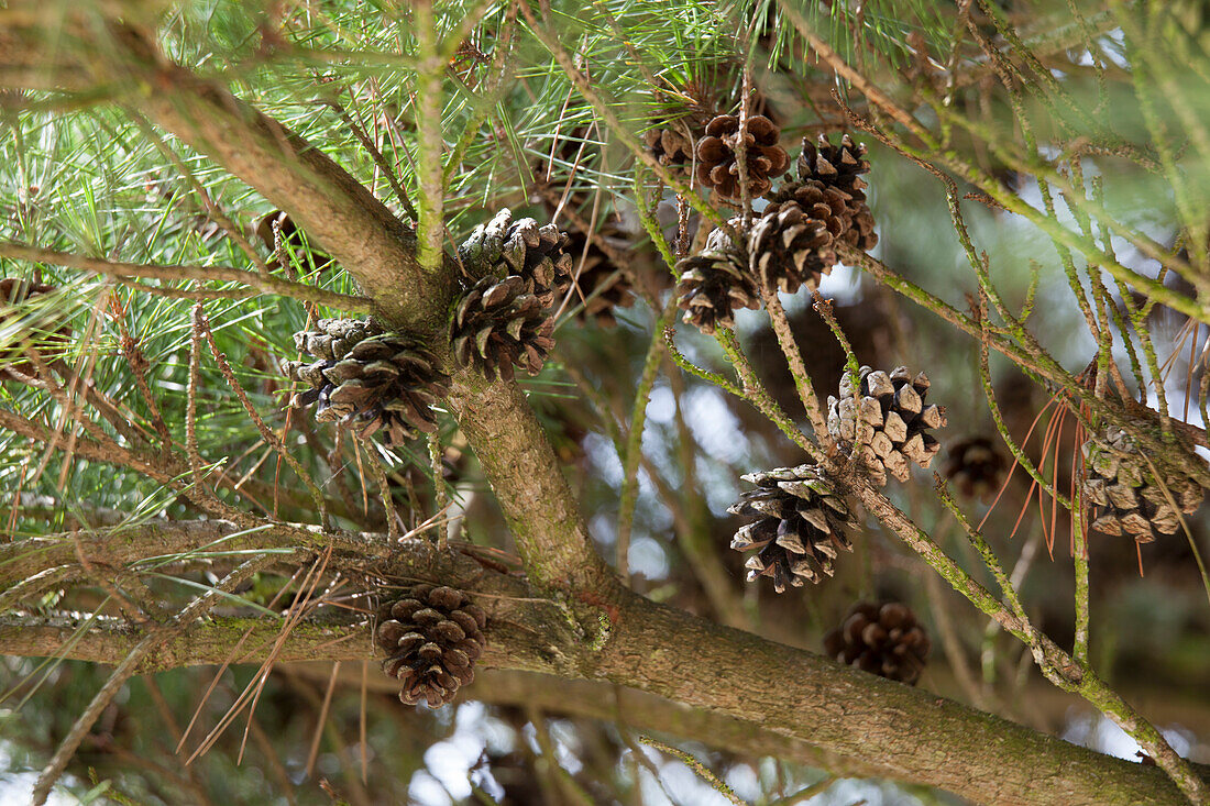 Pinus densiflora 'Pumila'