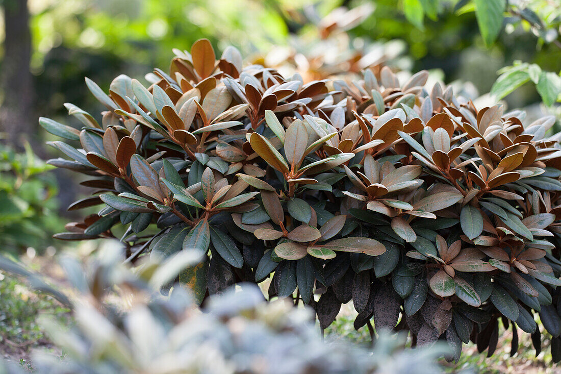 Rhododendron Hybride 'Hydon Velvet'