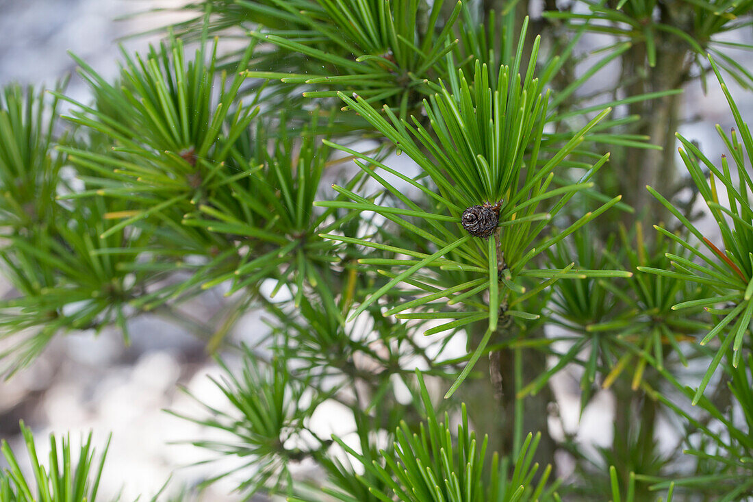 Sciadopitis verticillata 'Green Star'