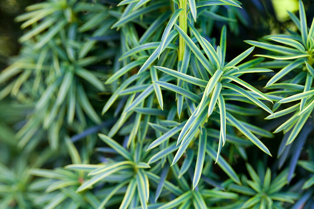 Taxus baccata 'Fastigiata Aureomarginata'