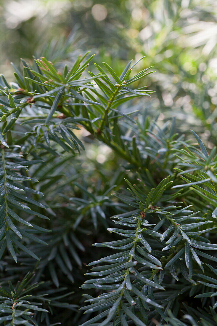 Taxus baccata 'Fastigiata Robusta'