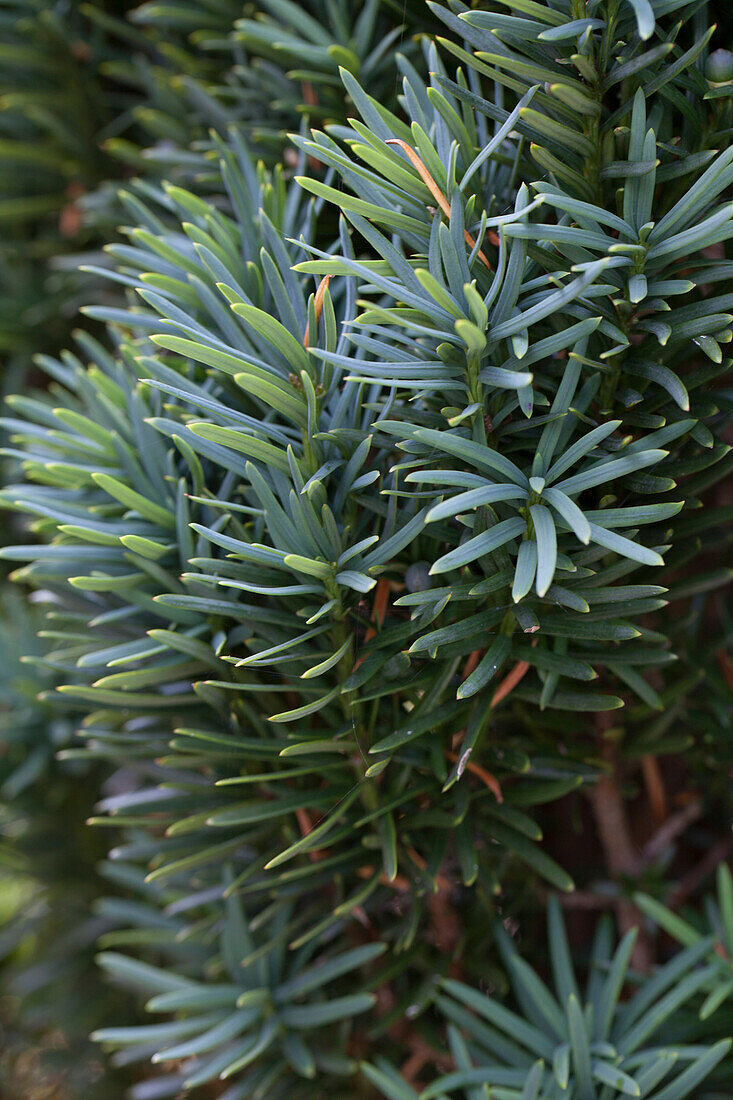 Taxus baccata 'Fastigiata Robusta'