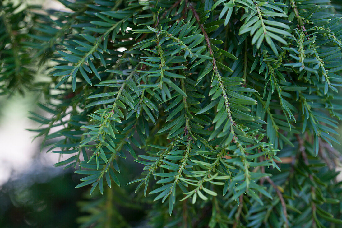 Taxus baccata 'Pendula Graciosa'