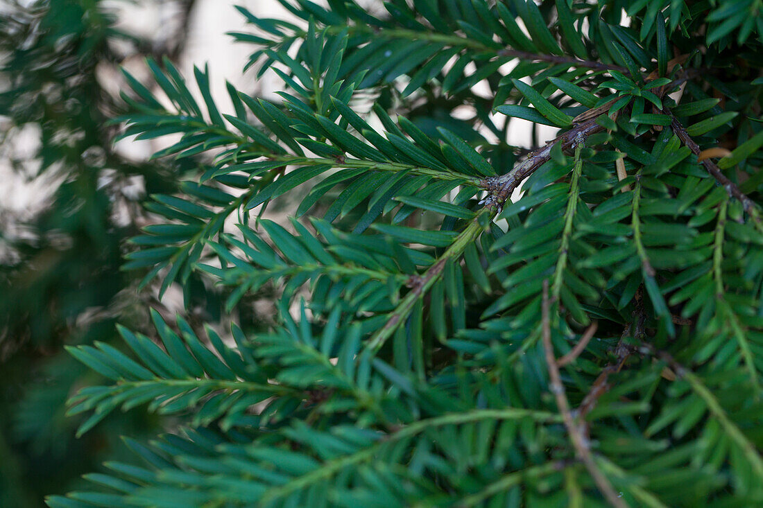 Taxus baccata 'Pendula Graciosa'