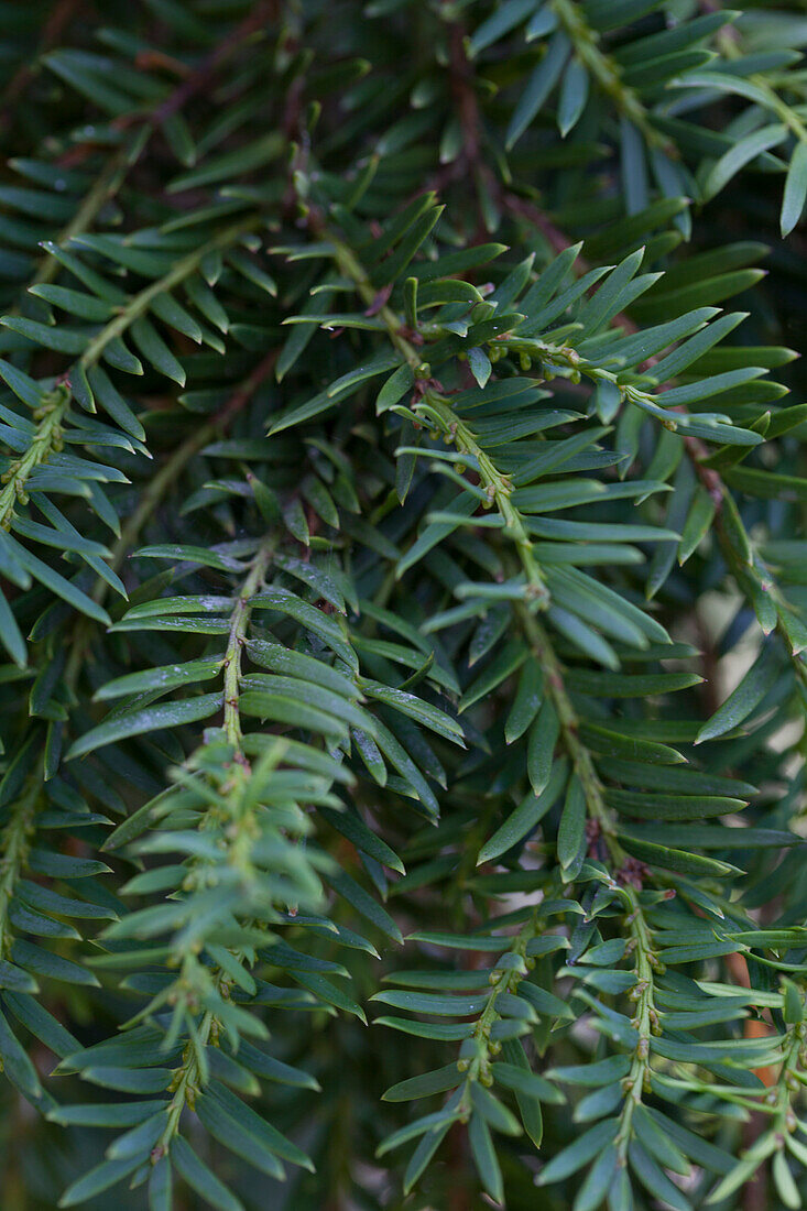 Taxus baccata 'Pendula Graciosa'