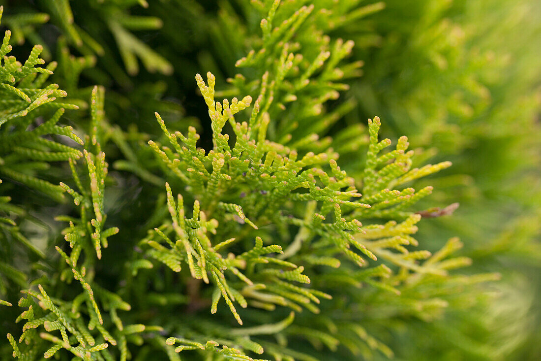 Thuja occidentalis 'Golden Emerald