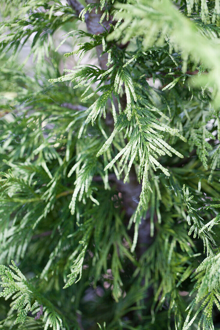 Thuja plicata Zebrina Extra Gold