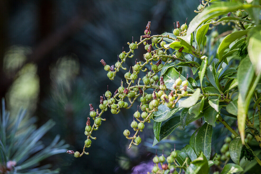 Pieris japonica