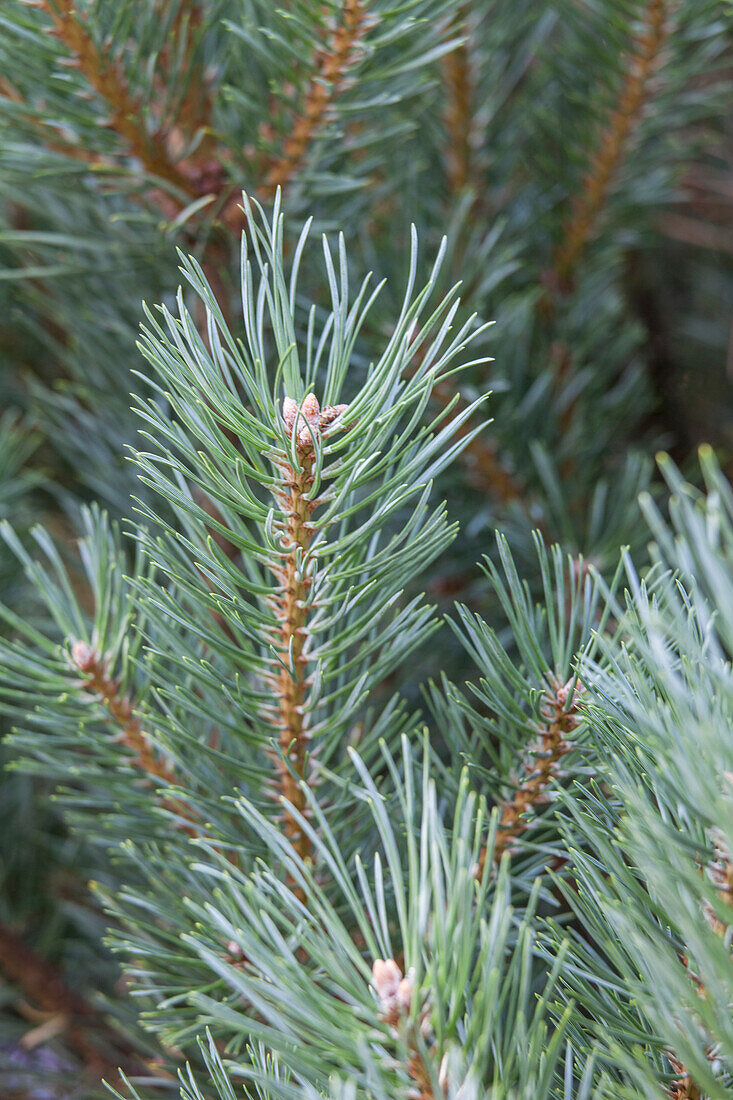 Pinus