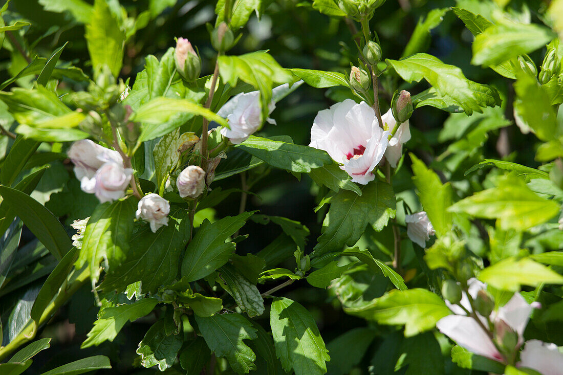 Hibiscus