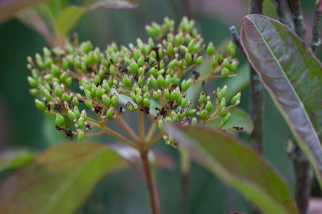 Viburnum nudum 'Pink Beauty'