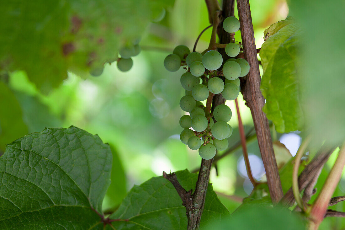 Vitis amurensis