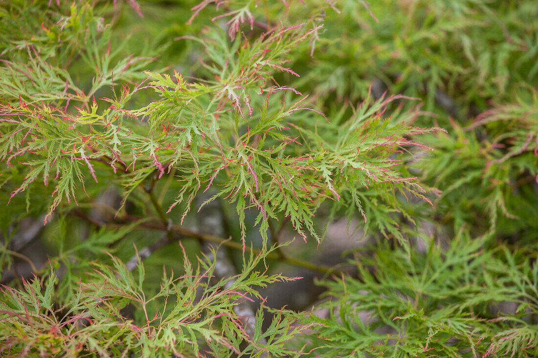 Acer palmatum 'Dissectum'