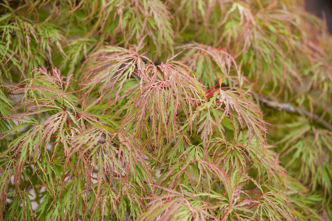 Acer palmatum 'Dissectum'