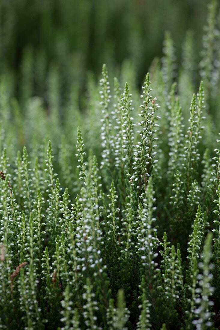 Calluna vulgaris 'Alicia'