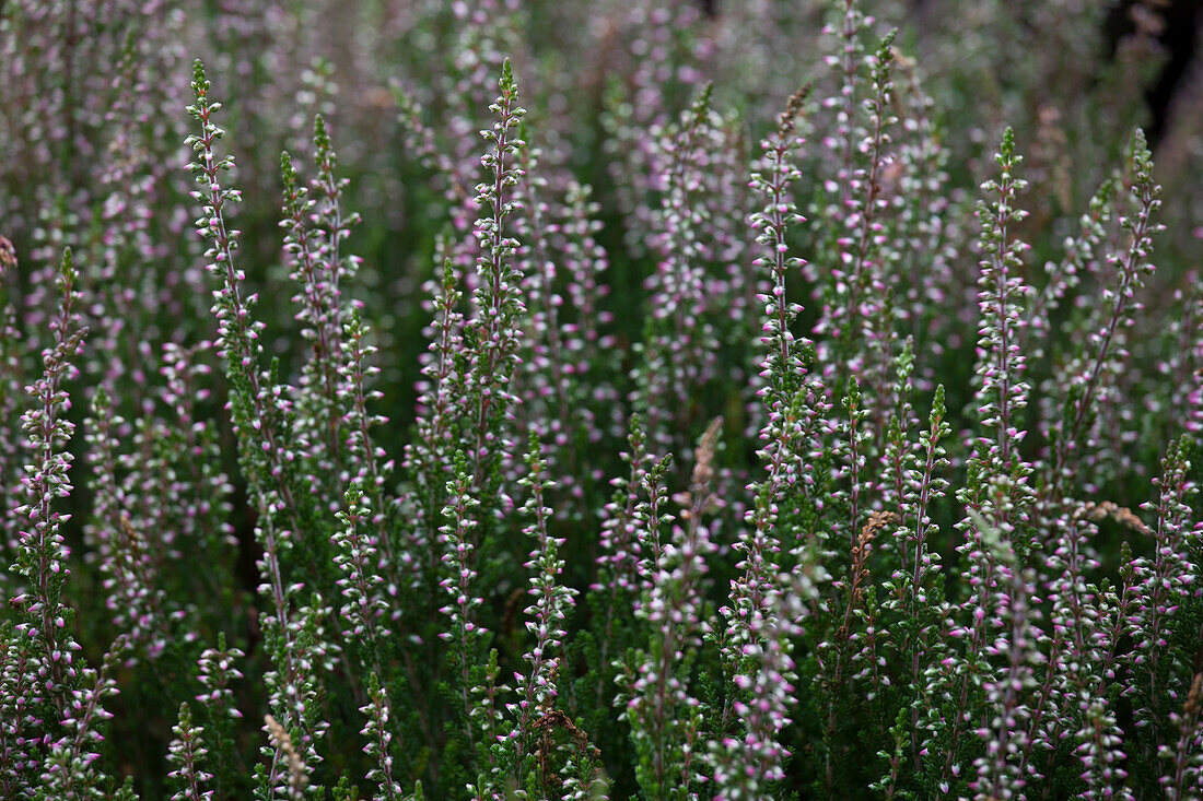 Calluna vulgaris 'Aphrodite'