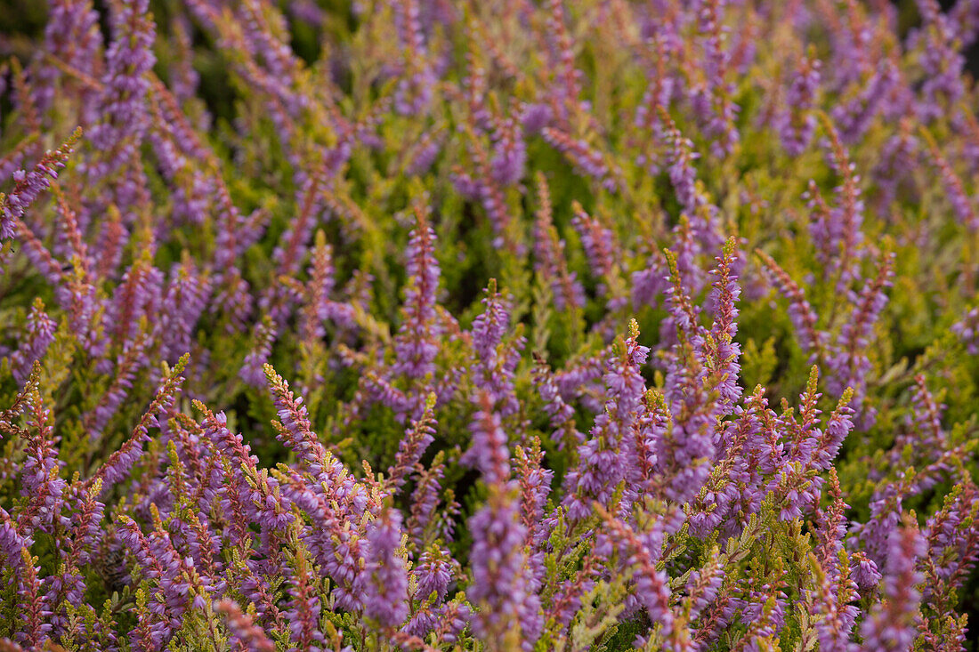 Calluna vulgaris 'Boskoop'