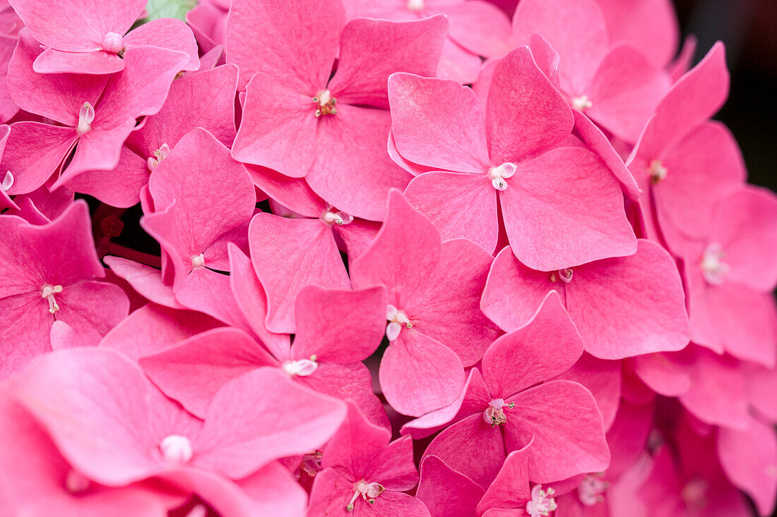 Hydrangea macrophylla, pink red