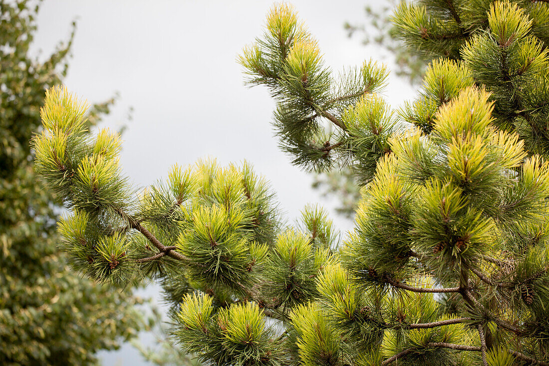 Pinus sylvestris