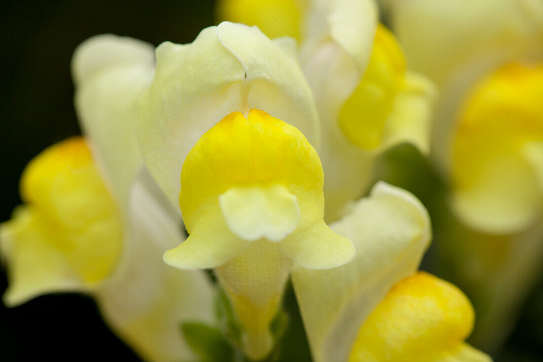 Antirrhinum majus, yellow