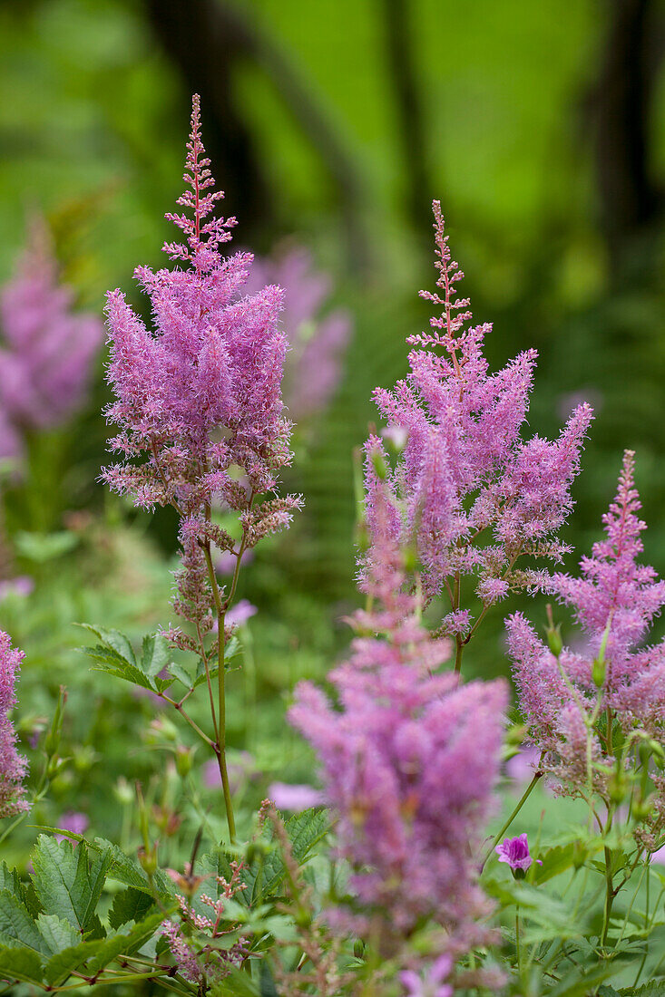 Astilbe x arendsii, rosa