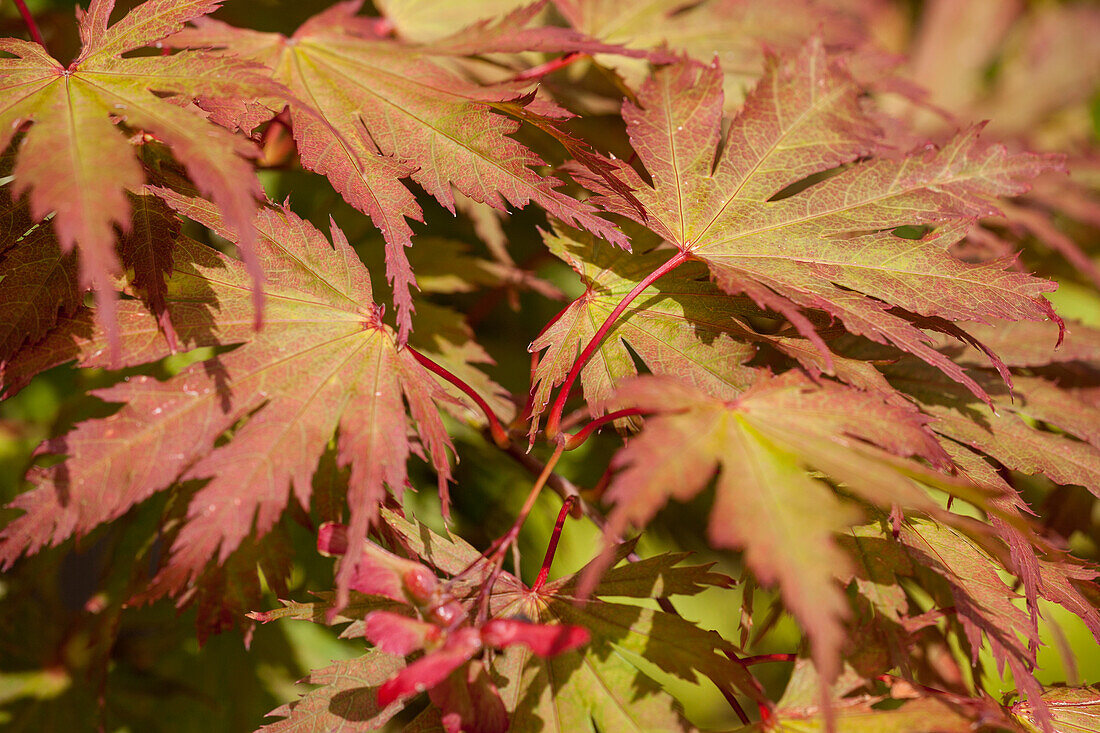 Acer palmatum