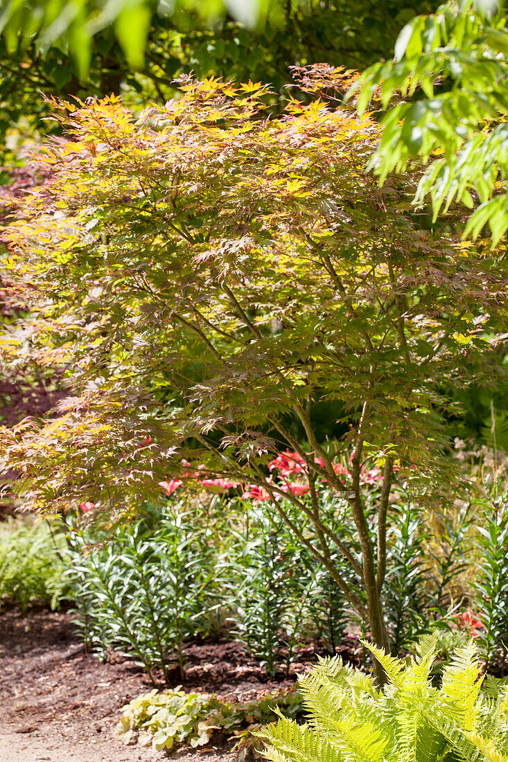 Acer palmatum