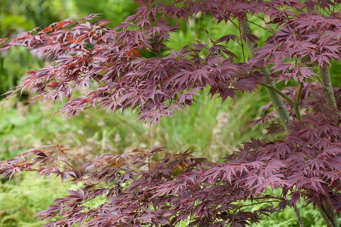 Acer palmatum